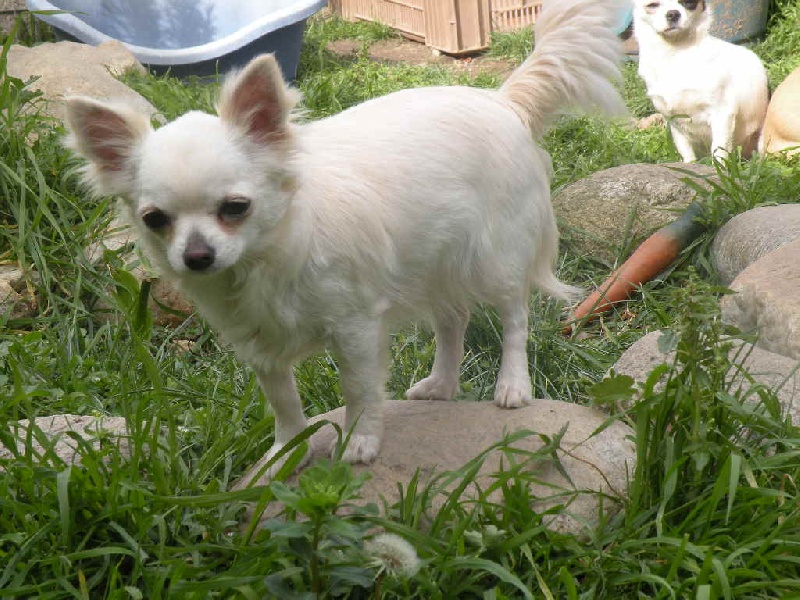 Haltesse royale * Des hercules de font bouillant