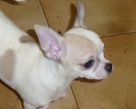 Idylle Des hercules de font bouillant