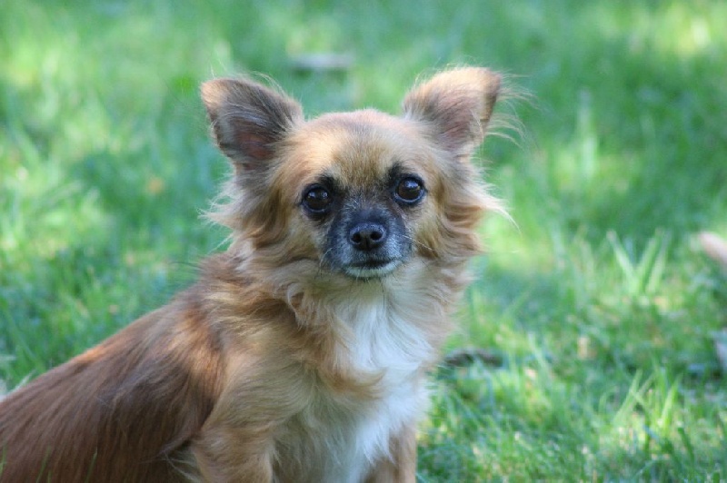 Darla Des hercules de font bouillant