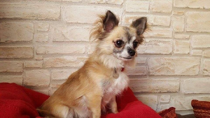 Honey  moon Des hercules de font bouillant