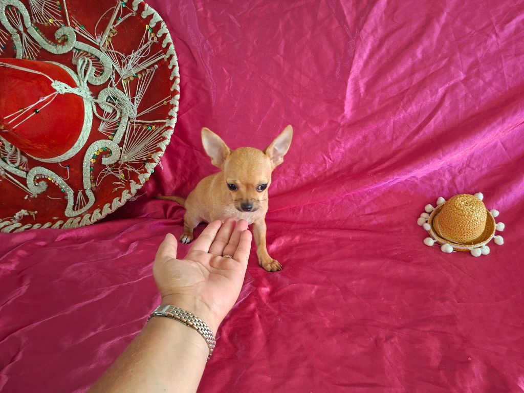 Des hercules de font bouillant - Chiots disponibles - Chihuahua