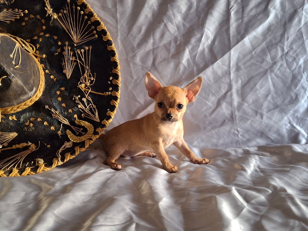 Des hercules de font bouillant - Chiots disponibles - Chihuahua