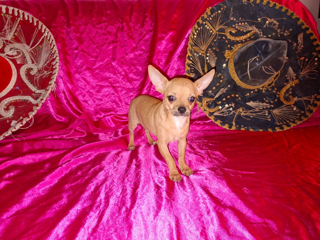 Des hercules de font bouillant - Chihuahua - Portée née le 13/05/2025